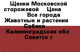 Щенки Московской сторожевой  › Цена ­ 25 000 - Все города Животные и растения » Собаки   . Калининградская обл.,Советск г.